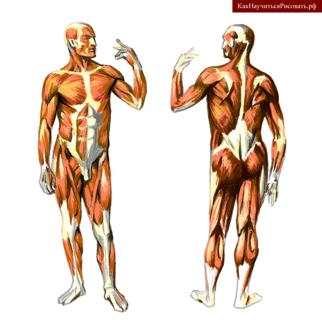 Мышечная система человека спереди
