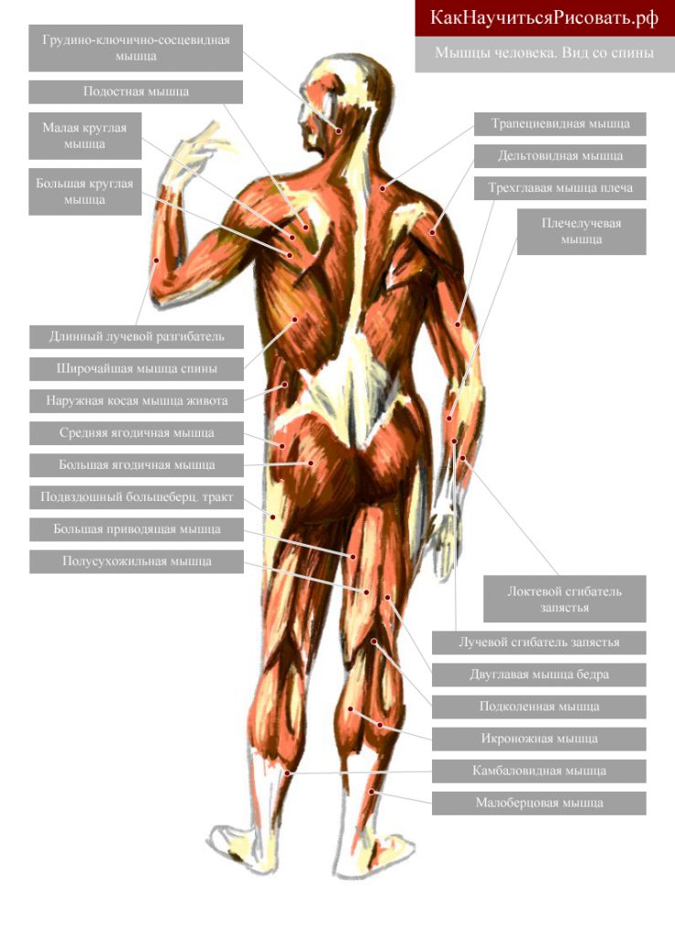 Мышцы человека. Вид сзади