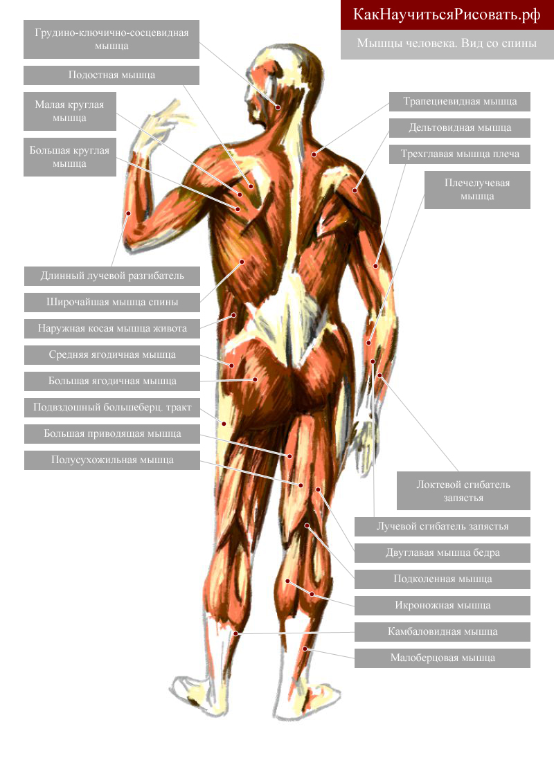 Где больше всего мышц. Где находится дельтовидная мышца у человека фото для инъекций. По мышцам человека есть ли врач специалист.