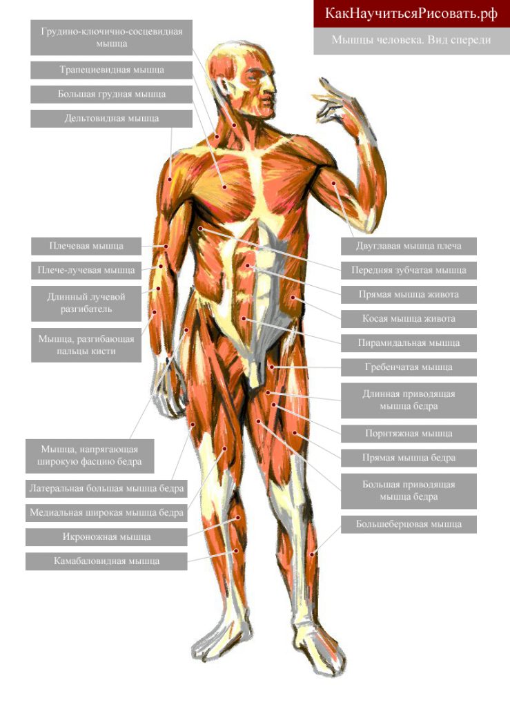 Мышцы человека. Вид спереди