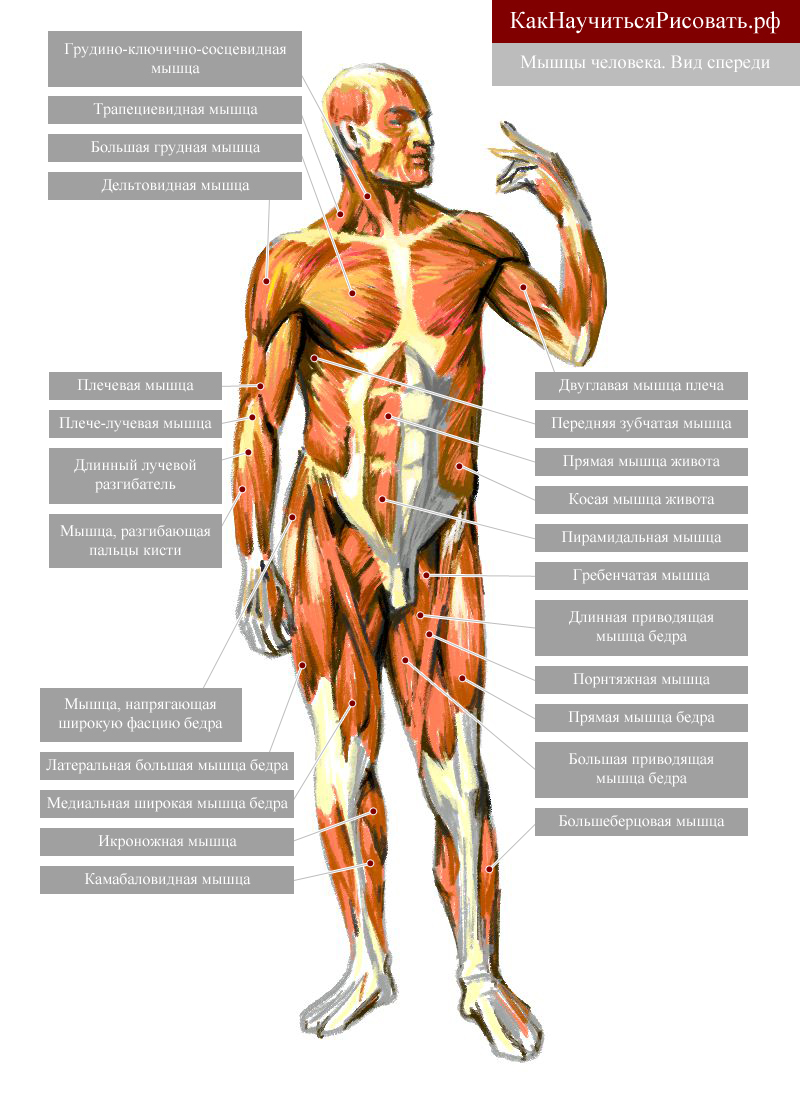Фото мышц человека с названиями. Мышцы человека. Мышцы человека схема. Мышцы вид спереди.