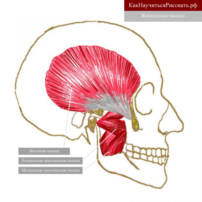 Крыловидная мышца челюсти фото