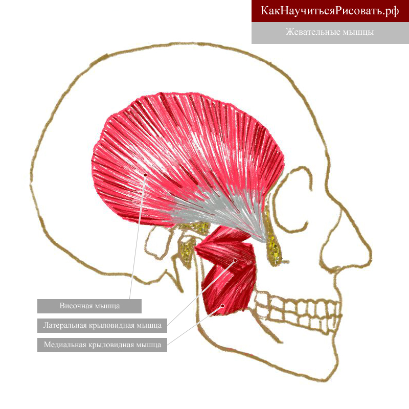 Латеральная крыловидная мышца головы