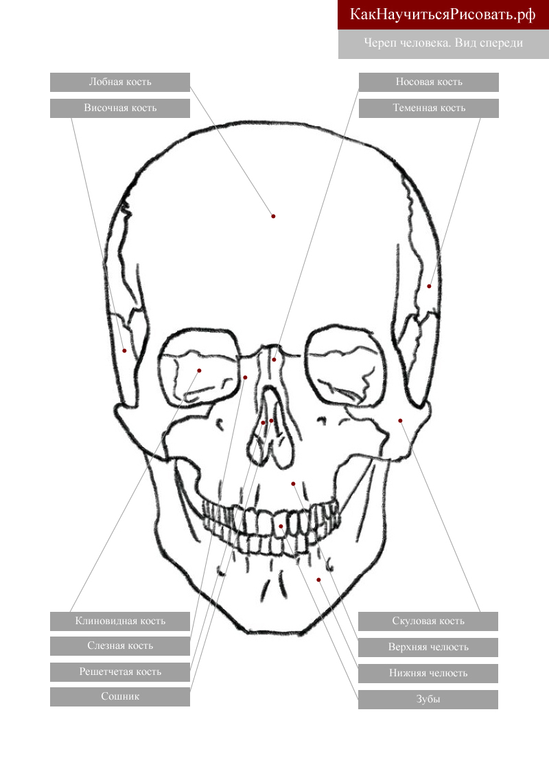 Череп схема анатомия