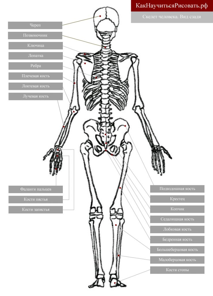 Скелет человека. Вид сзади