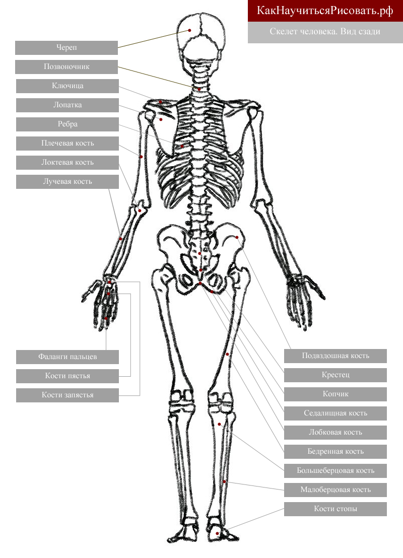 Скелет сзади рисунок