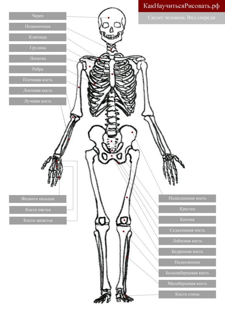 Скелет человека. Вид спереди