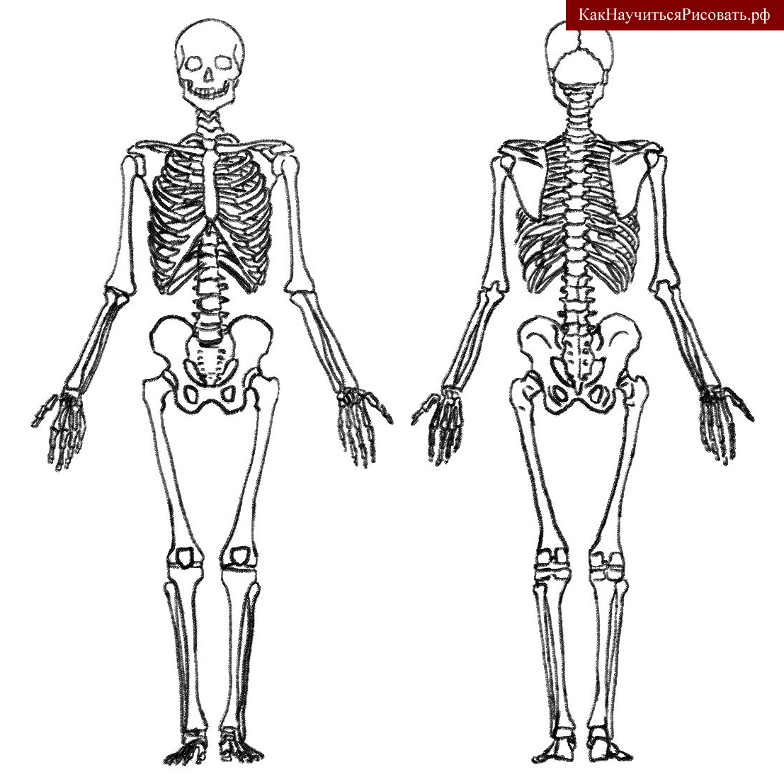 Скелет человека схема