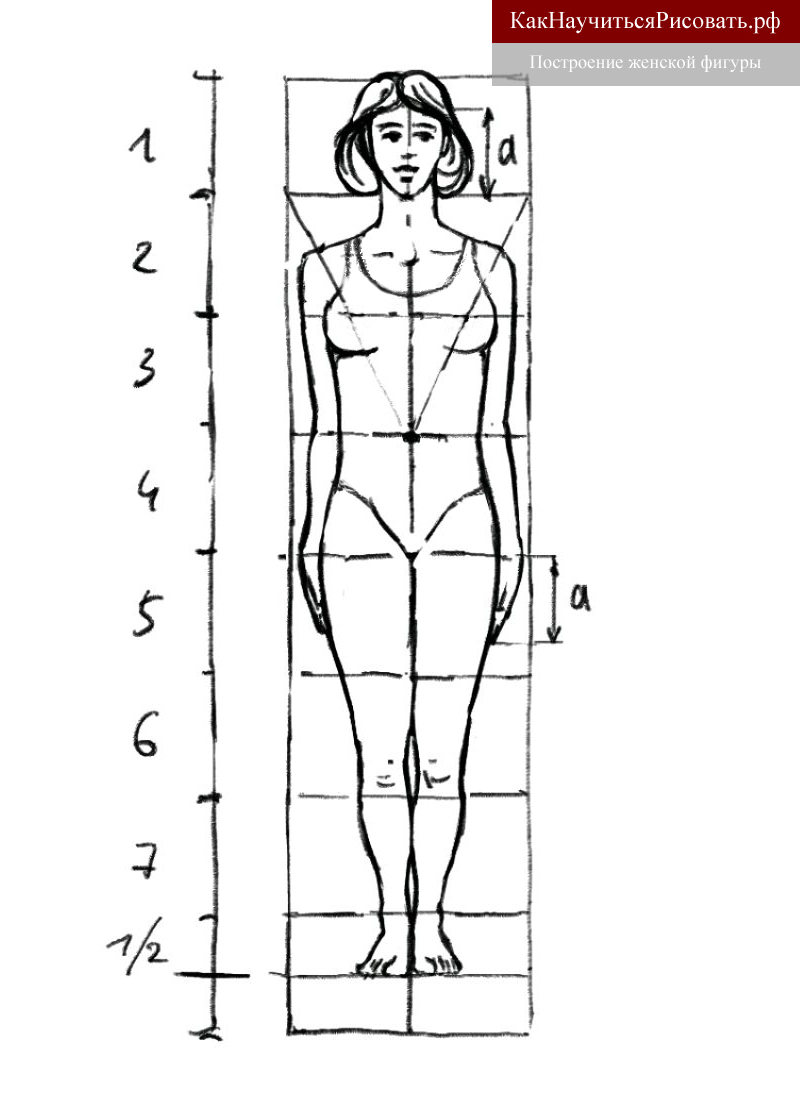 8 частей человека. Пропорции человека в полный рост схема. Рисунок пропорции и строение фигуры человека. Пропорции женской фигуры. Пропорции человека для рисования.