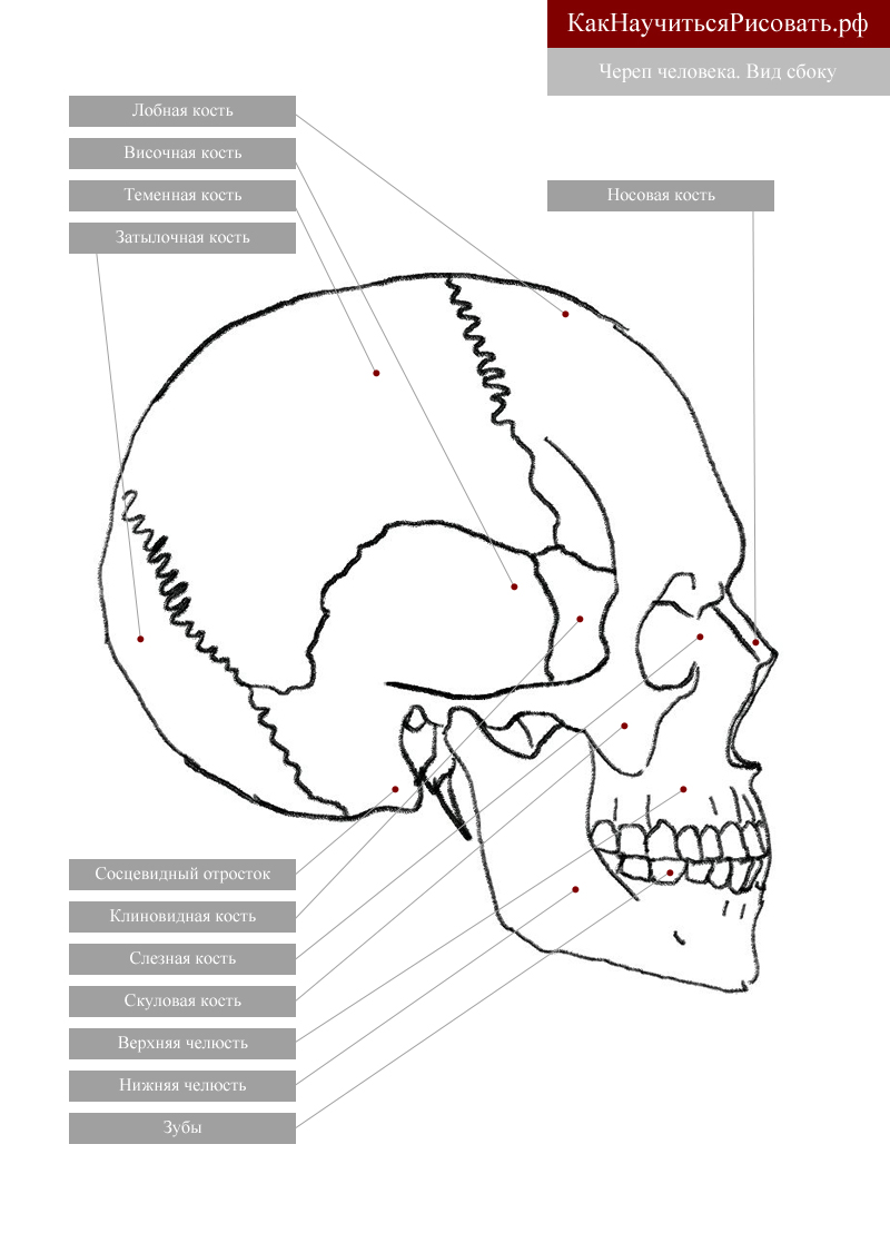 Строение черепа рисунок. Череп сбоку схема. Строение костей черепа сбоку. Череп вид сбоку справа анатомия. Череп сбоку анатомия с подписями.